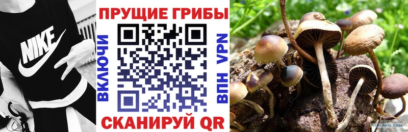 Псилоцибиновые грибы прущие грибы  Бологое 